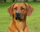 Rhodesian Ridgeback 9Y086D-111